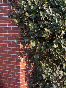 English ivy on a brick wall