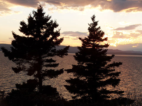 two silhouetted fir trees