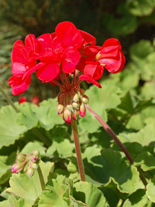 red geranium flowers