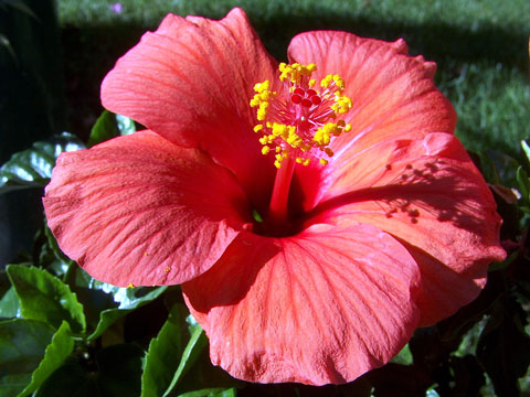 free hibiscus photo
