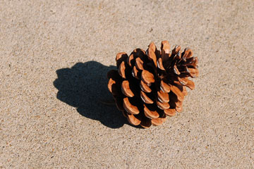 pine cone, Corolla, North Carolina